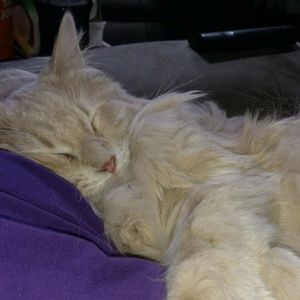 Meet your Posher, Kim